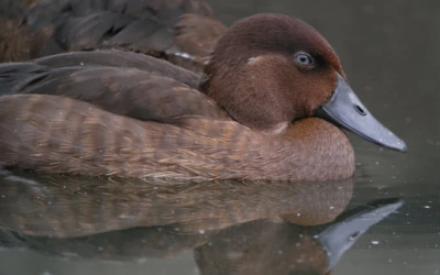 وش اسوي : 10 حيوانات مذهلة وجدت فقط في مدغشقر