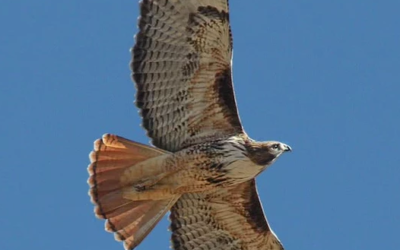 وش اسوي :أفضل 10 طيور ذات ذيول مذهلة