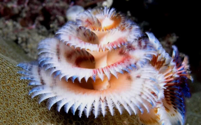 وش اسوي : أجمل 10 مخلوقات ملونة وغريبة في المحيط