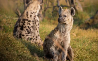 وش اسوي : 10 حيوانات تمتلك صوت عالي في العالم