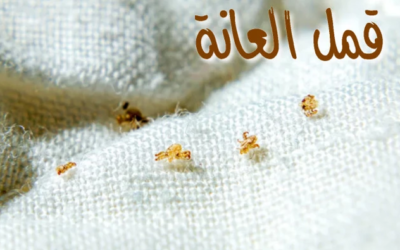 وش اسوي : قمل العانة