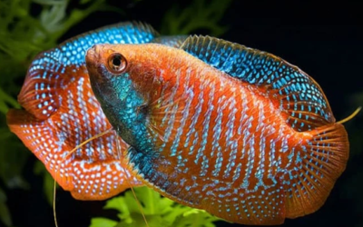 اجمل الأسماك في العالم