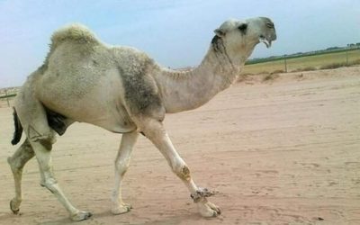 وش اسوي : كيفية استعادة السيطرة على الجمل المخيف