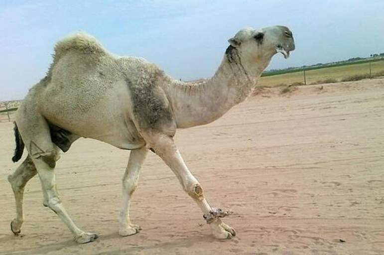 وش اسوي : كيفية استعادة السيطرة على الجمل المخيف