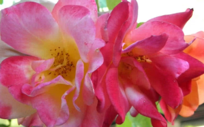 أجمل 10 ورود لحديقتك