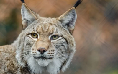 أجمل 10 فروات شعر في مملكة الحيوان