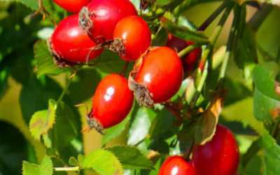 وش اسوي : 10 أعشاب مفيدة لتخمير الشاي