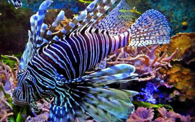 وش اسوي : أكثر 10 أسماك سامة في العالم