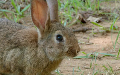 10 حيوانات ذات عمر قصير
