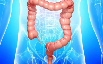 أكبر 10 أعضاء بشرية