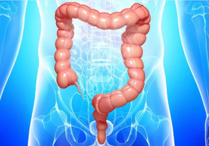 أكبر 10 أعضاء بشرية