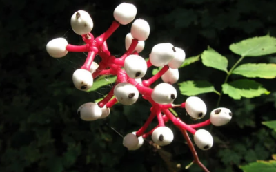 اغرب 9 نباتات في العالم