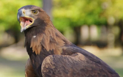 أقوى 10 حيوانات في العالم