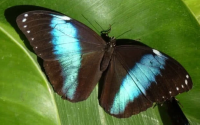 أجمل 10 فراشات في العالم