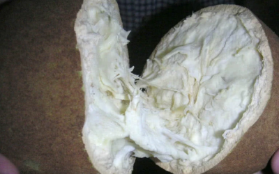 :١٠ فواكه نادرة ربما لم تسمع بها من قبل