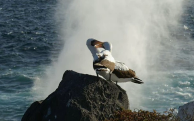 أكثر 10 حيوانات رومانسية في العالم