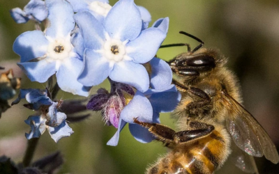 أهم 10 كائنات حية مفيدة للبشر