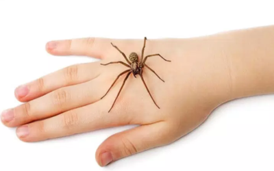 وش اسوي: لدغات الحشرات و الزواحف