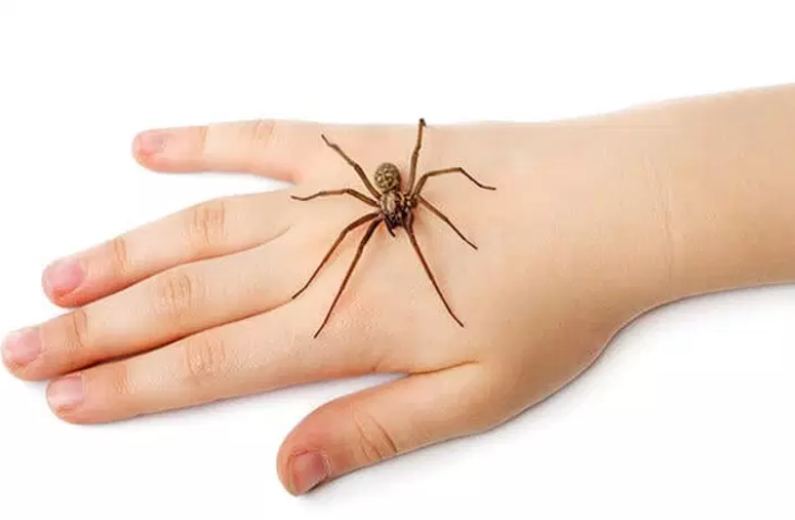 وش اسوي: لدغات الحشرات و الزواحف