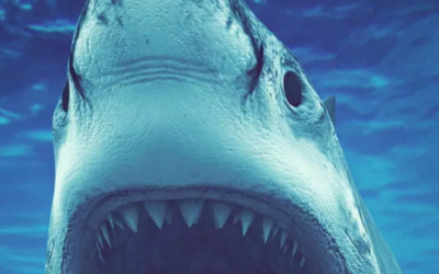 وش اسوي: التصرف الصحيح عند التعرض لأذية الحيوانات