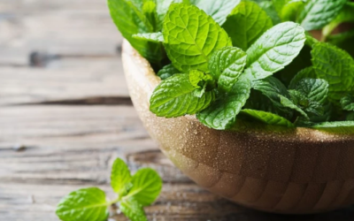 وش اسوي: النعنع الأخضر