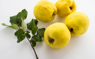 وش اسوي : فوائد السفرجل للشعر