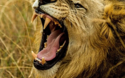 أقوى 10 عضات حيوانية