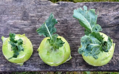 أفضل 10 خضروات أقل شهرة في العالم