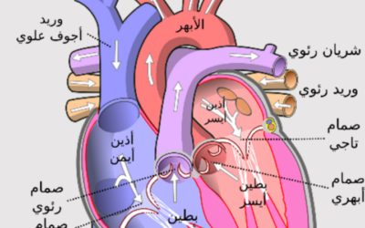 وش أسوي: ارتجاع الصمام ثلاثي الشرفات