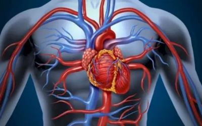 وش اسوي : كل ما يجب أن تعرفه عن جهاز الدوران