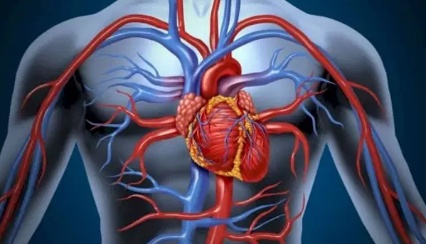 وش اسوي : كل ما يجب أن تعرفه عن جهاز الدوران