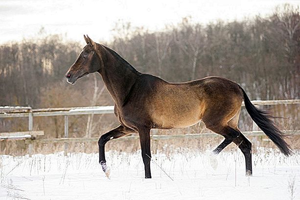 وش اسوي : سلالة حصان أخال تيك هورس