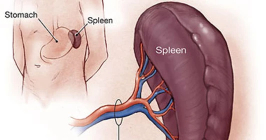وش أسوي: استئصال الطحال