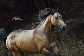 وش اسوي : سلالة حصان Azteca Horse