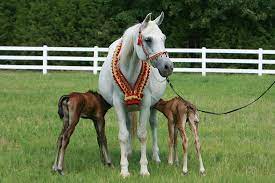 وش اسوي : علم الأحياء المشتق من أنسجة الولادة لطب الخيول