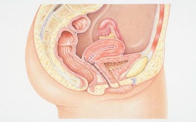 تدلي الأمعاء الدقيقة