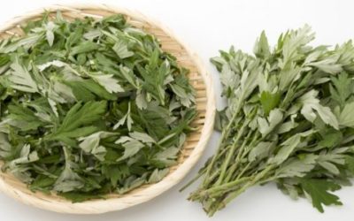 الشيح لعلاج مرض السرطان: حقيقة أم خرافة قد تضرك؟