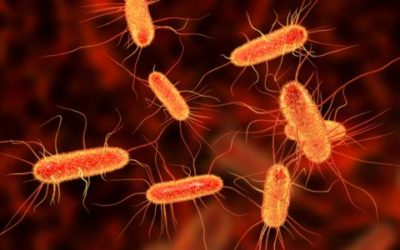 الإشريكية القولونية