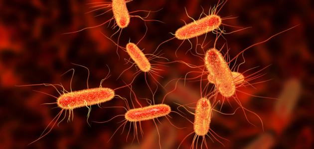 الإشريكية القولونية