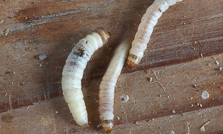 تفسير حلم الدود في الاكل لكبار فسرين الأحلام