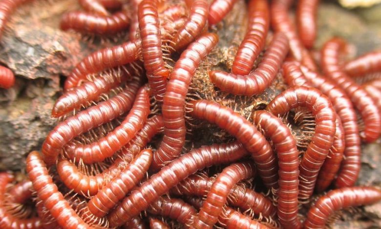 تفسير حلم الدود في الشعر