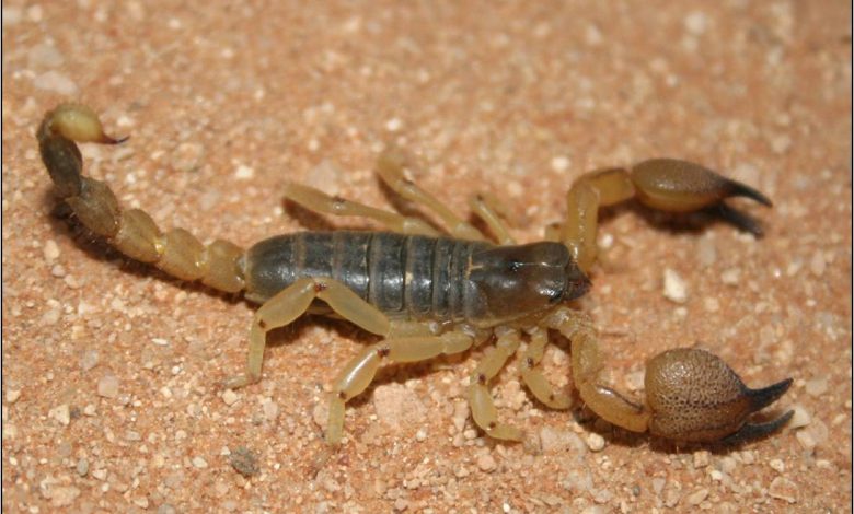 تفسير حلم العقرب الصفراء في المنام للعزباء والمتزوجة والحامل والمطلقة والرجل