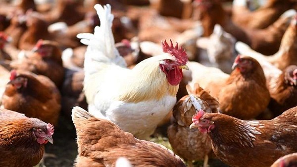 تفسير رؤية الدجاج الميت في المنام للمتزوجة والمطلقة