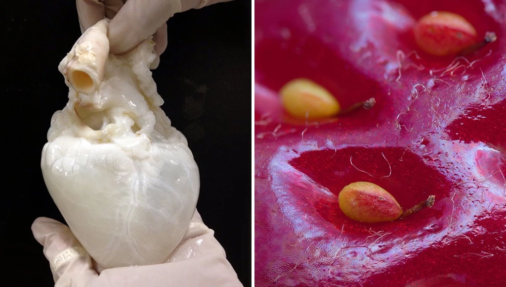 وش اسوي:30 صورة نادرة تكشف لنا الجانب غير المرئي من بعض الأشياء